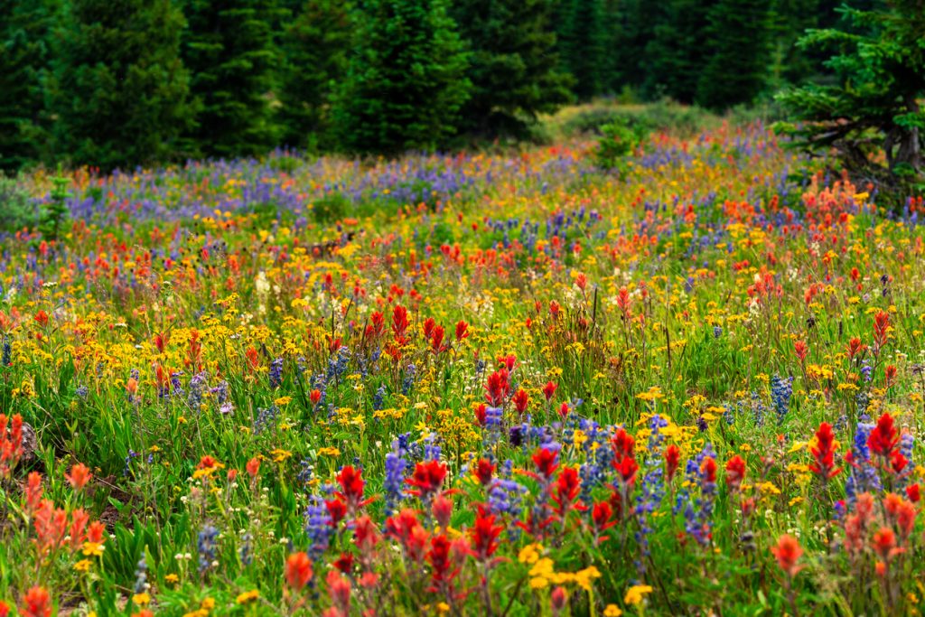 lgbt affirming therapist denver